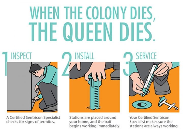 Termite Control in Dallas, TX SafeHaven Pest Control